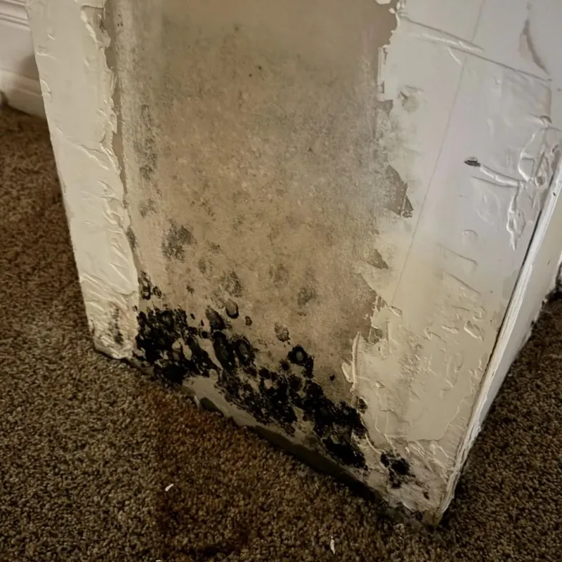 Professional Mold Removal in Mabscott, WV